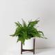 Boston Fern