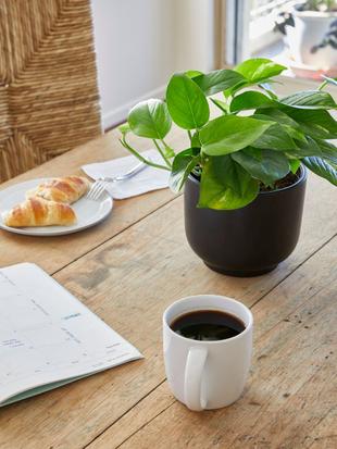 A Lovely, Leafy Accent Plant