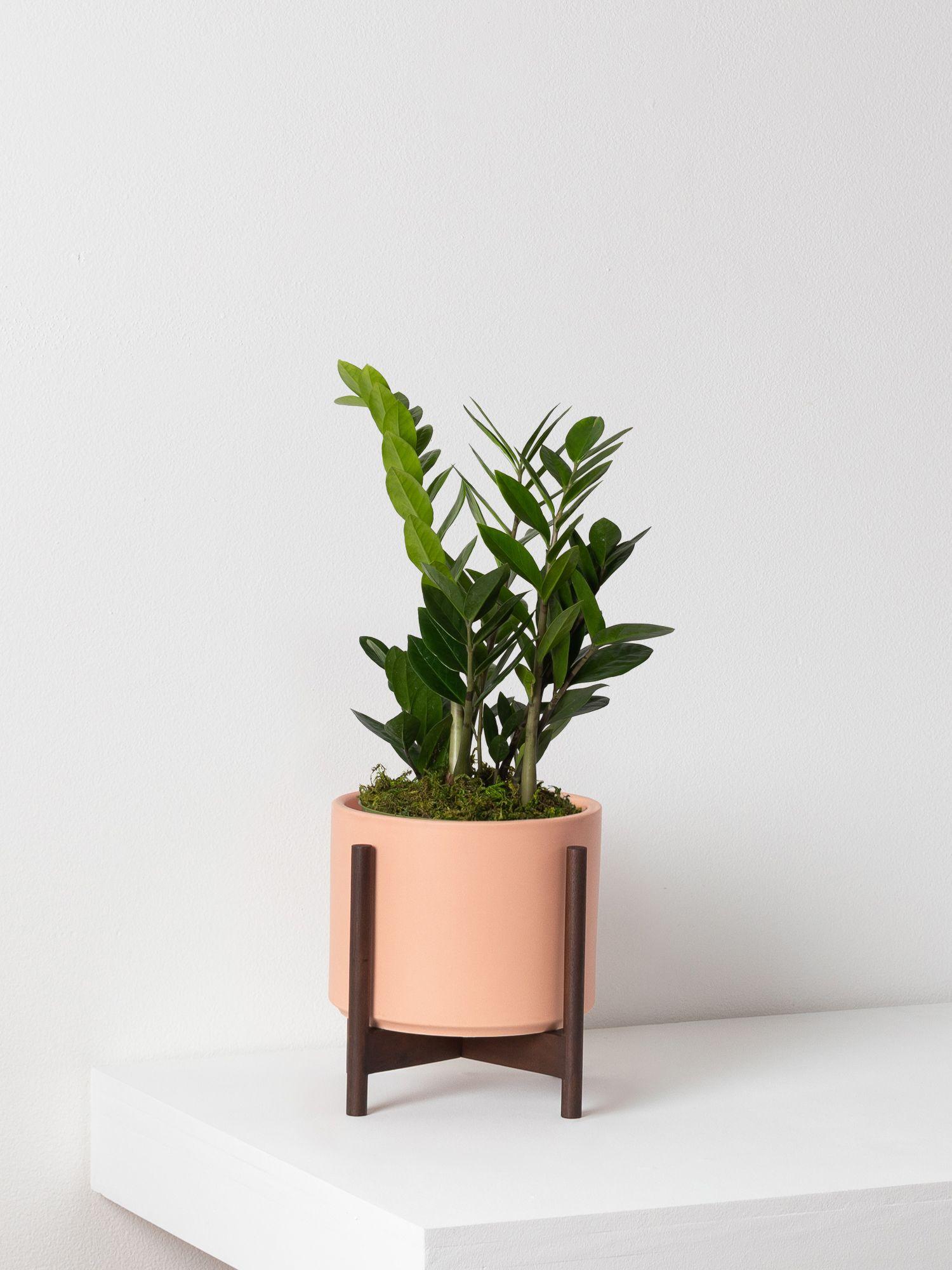 zanzibar-gem-coral-mid-century