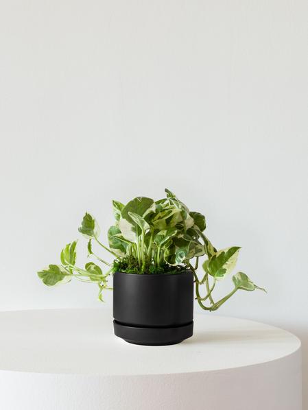 N'joy Pothos