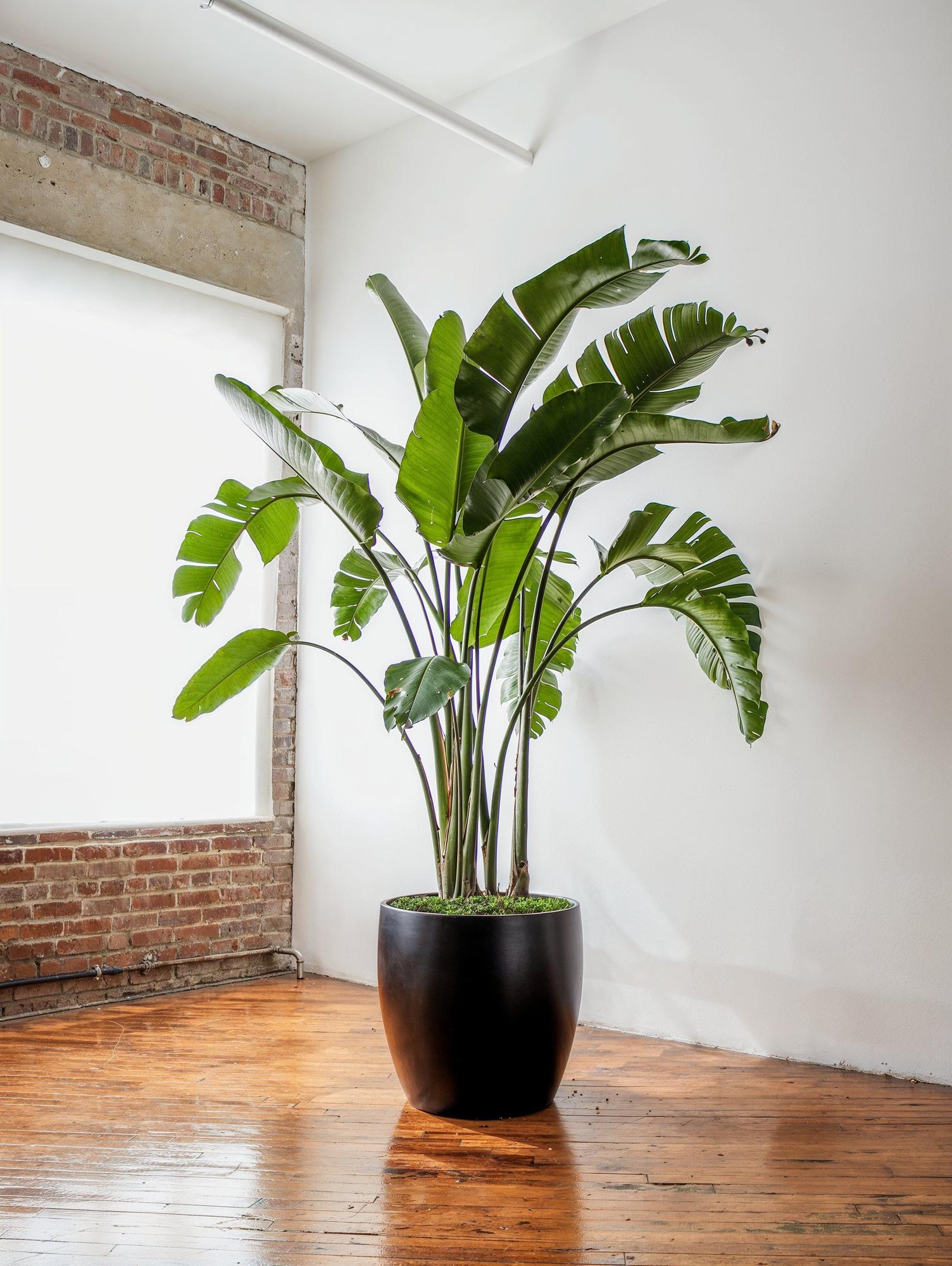 Bird of Paradise Xxl (7-8 ft tall) | Lon & George