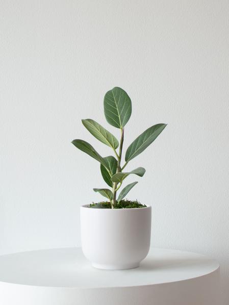 Ficus Audrey