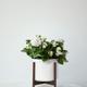 Snowdrop Calandiva