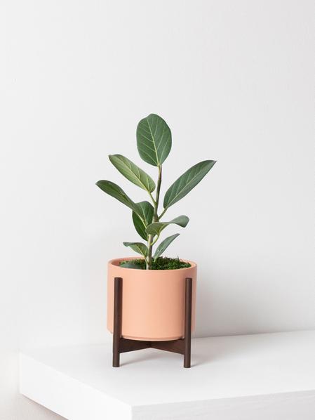 Ficus Audrey Plant