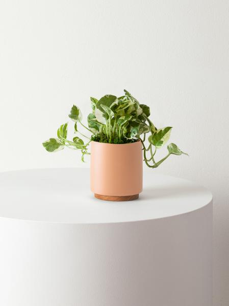 N'joy Pothos