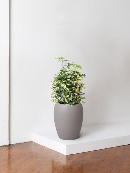 Schefflera Gold Capella