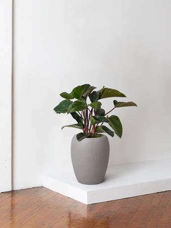 indoor plants picture