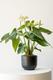 Anthurium - Queen of Spades