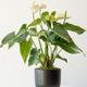 Anthurium - Queen of Spades