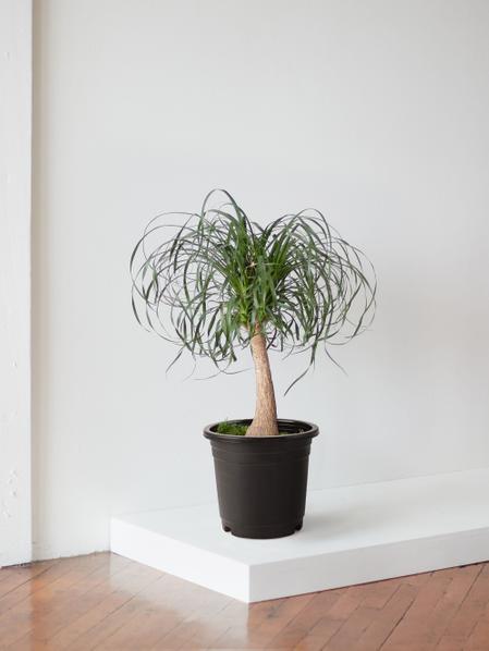 Ponytail Palm