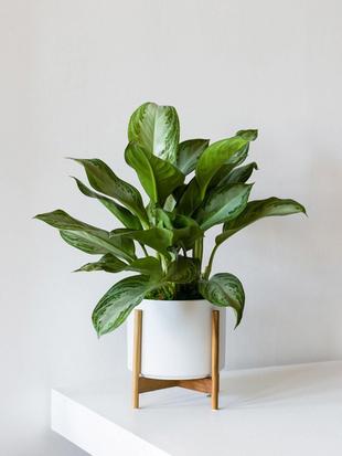 Erkunden Sie unsere Kollektion hochwertiger Pflanzen zwischen 50 und 80 cm Höhe für Tische oder Schreibtische.