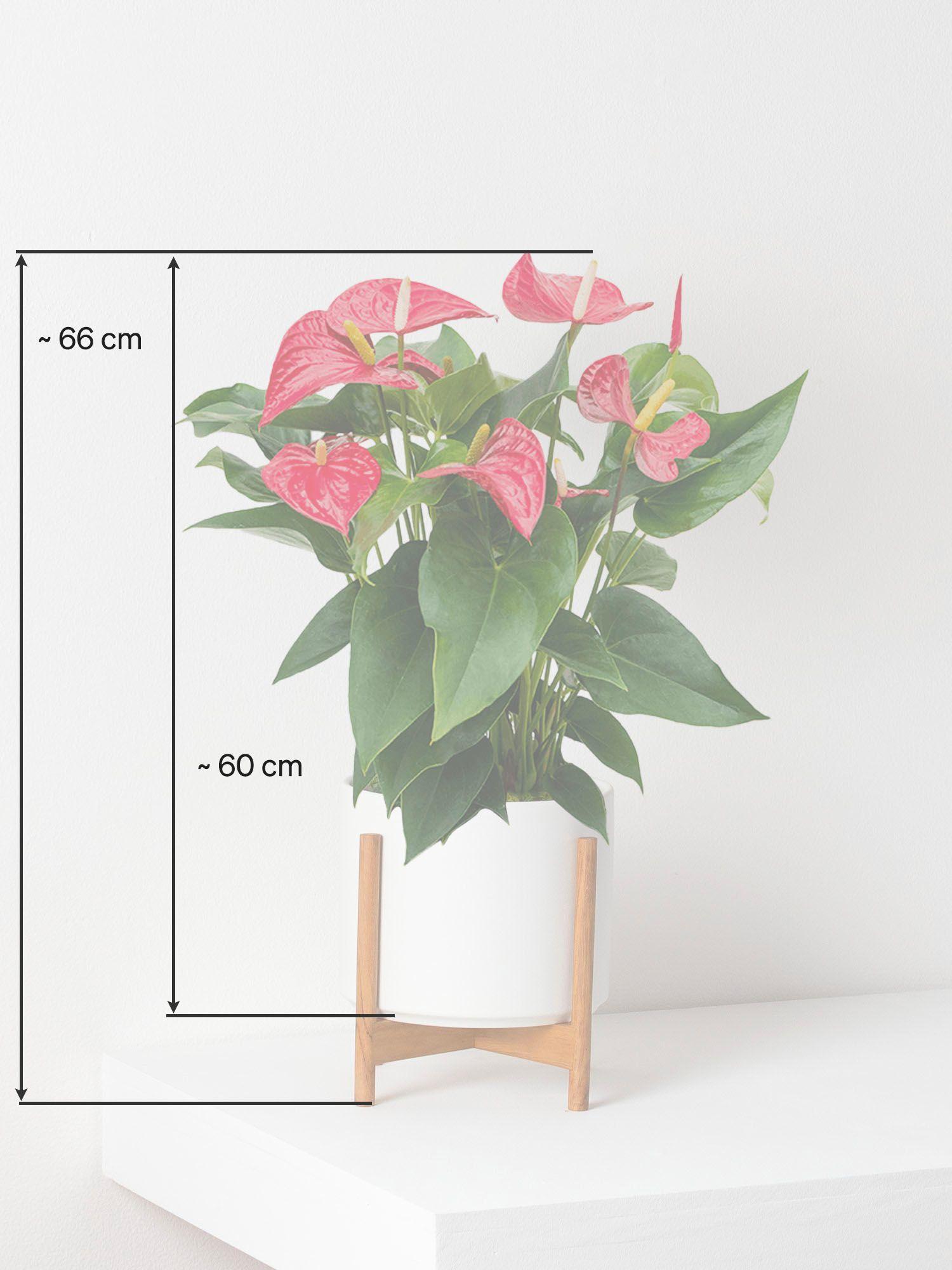 Anthurium - Roi de Coeur
