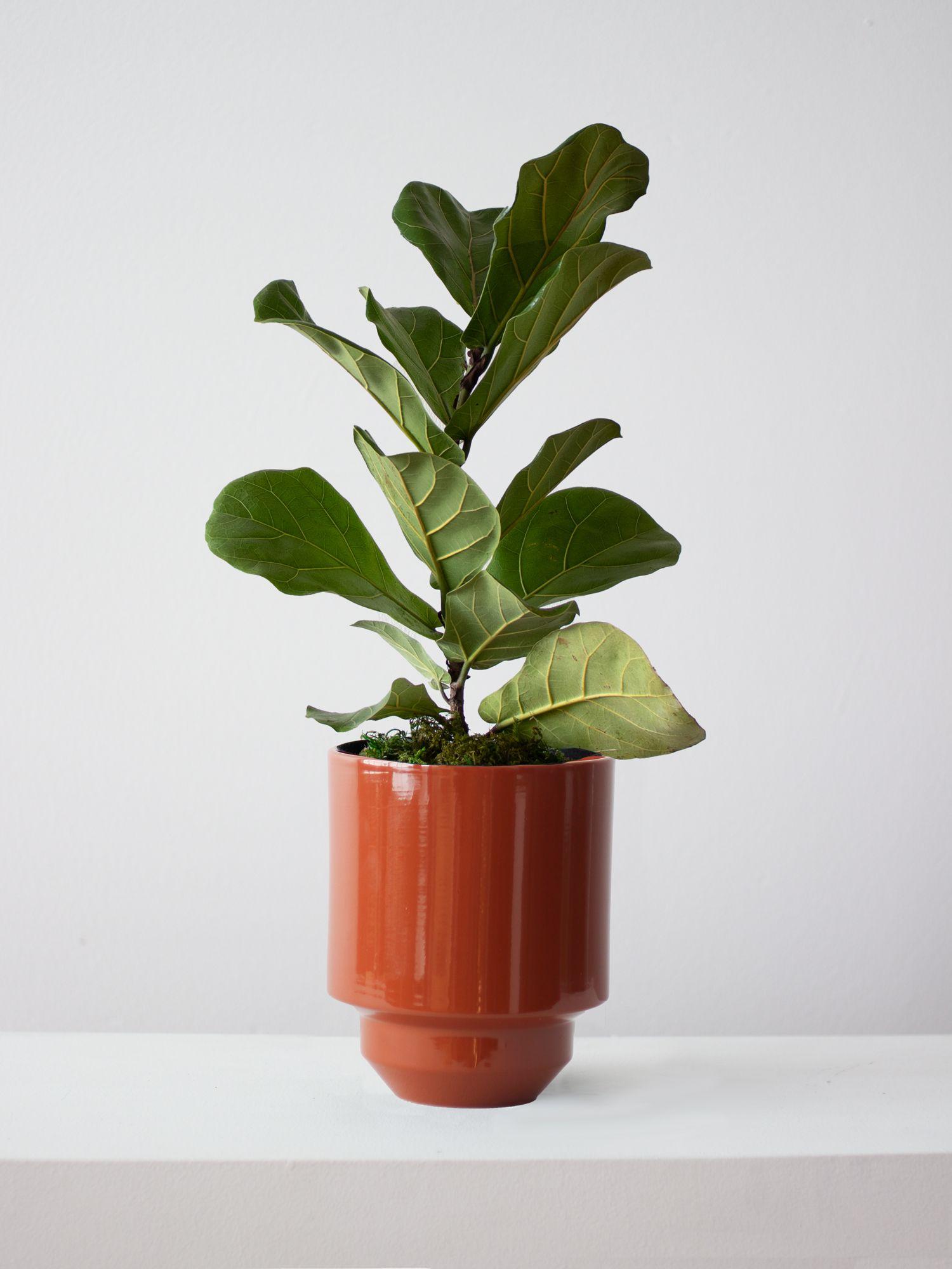 Fiddle Leaf Fig Plant