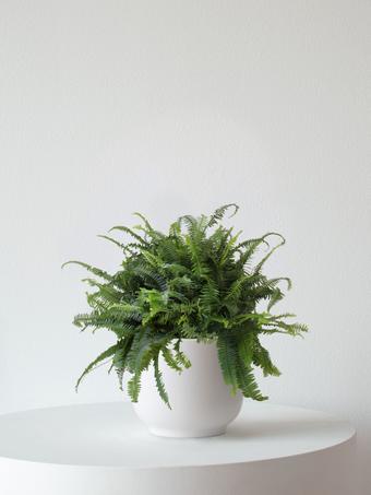 indoor plants picture