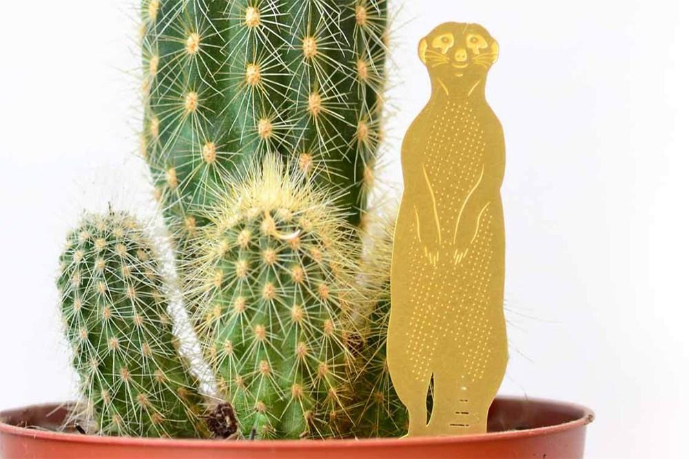 Plant Animal Suricate