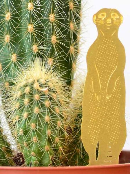 Plant Animal Suricate