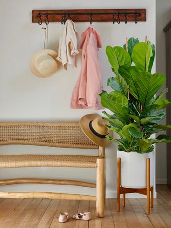 Vous recherchez une plante d’intérieur qui s'épanouira dans votre environnement lumineux sans soleil direct ? Nos plantes pour lumière vive s'épanouissent dans une lumière naturelle indirecte et généreuse. Du Ficus Elastica au Palmier Bambou au Pachira aquatica, ces variétés sélectionnées sont faciles à entretenir et parfaites pour la maison, les espaces de travail et tout simplement comme cadeaux. Profitez d’une préparation unique, de cache-pots d’édition et d’une finition lumineuse. Optez pour une expédition nationale dans notre packaging exclusif, ou pour notre option de livraison locale White-Glove disponible à Paris et Ile-de-France. L'assistance de notre service Docteur Plante et la garantie de 30 jours de nos plantes font de l'entretien de vos plantes un jeu d'enfant.