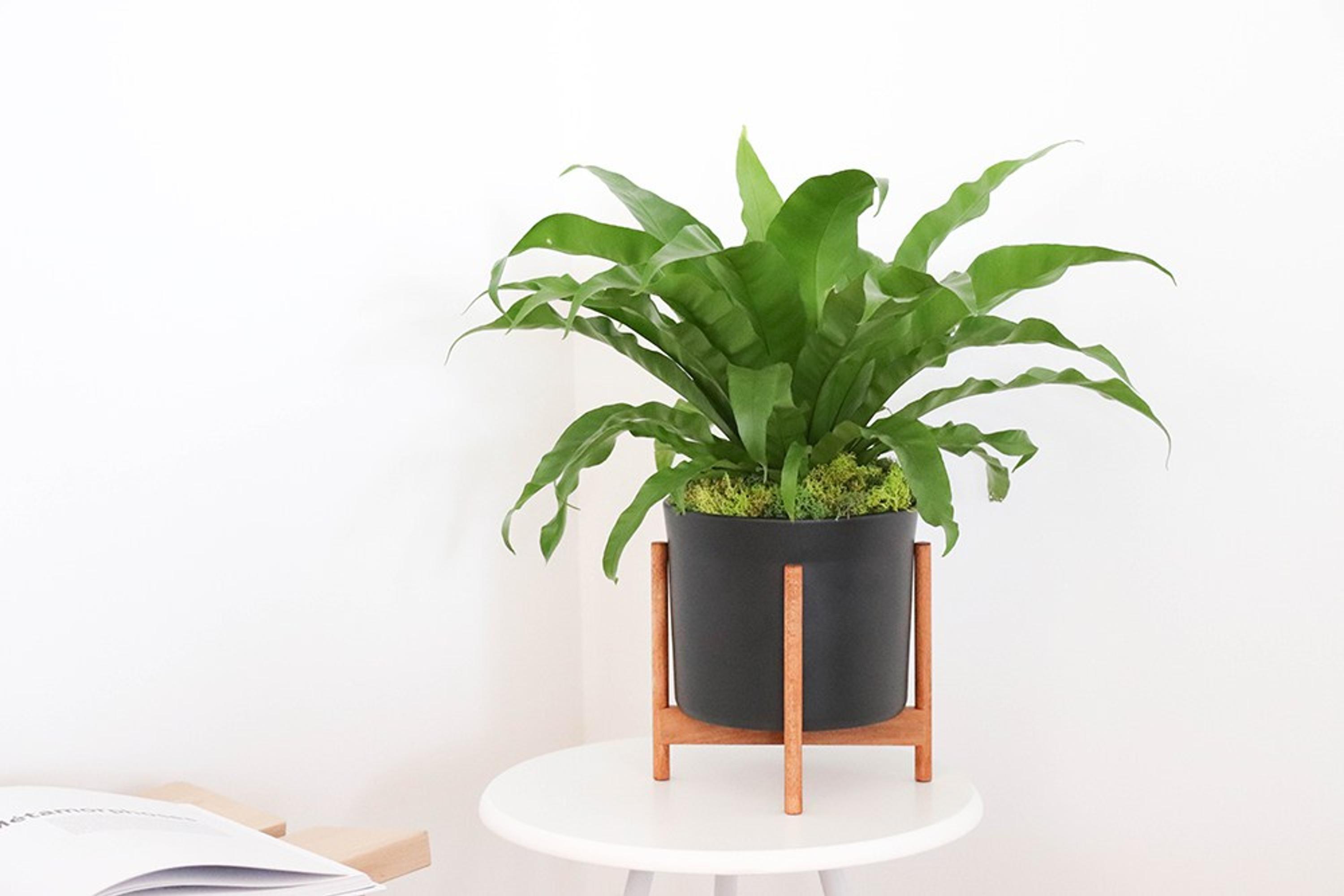 Fougère nid d'oiseau - Mid-Century