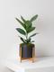 Ficus Audrey