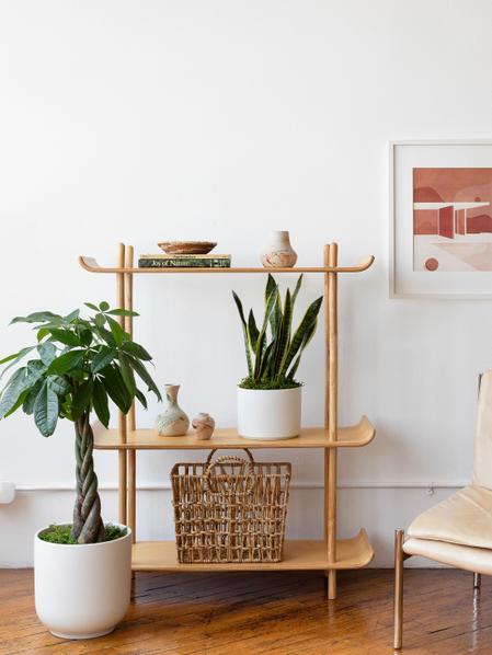 Braided Money Tree