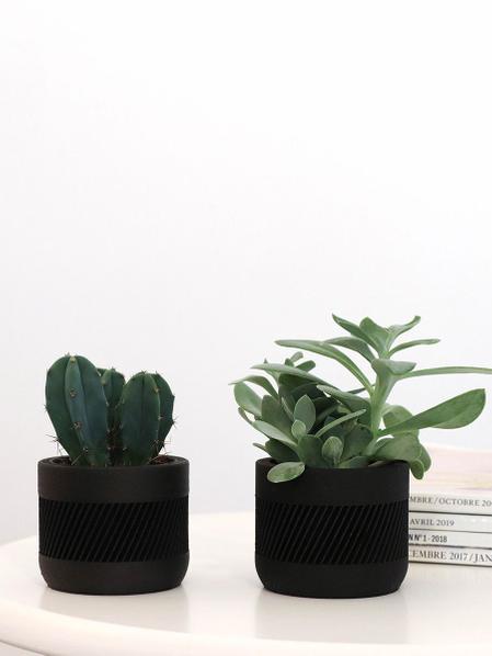 Duo Senecio X Cactus