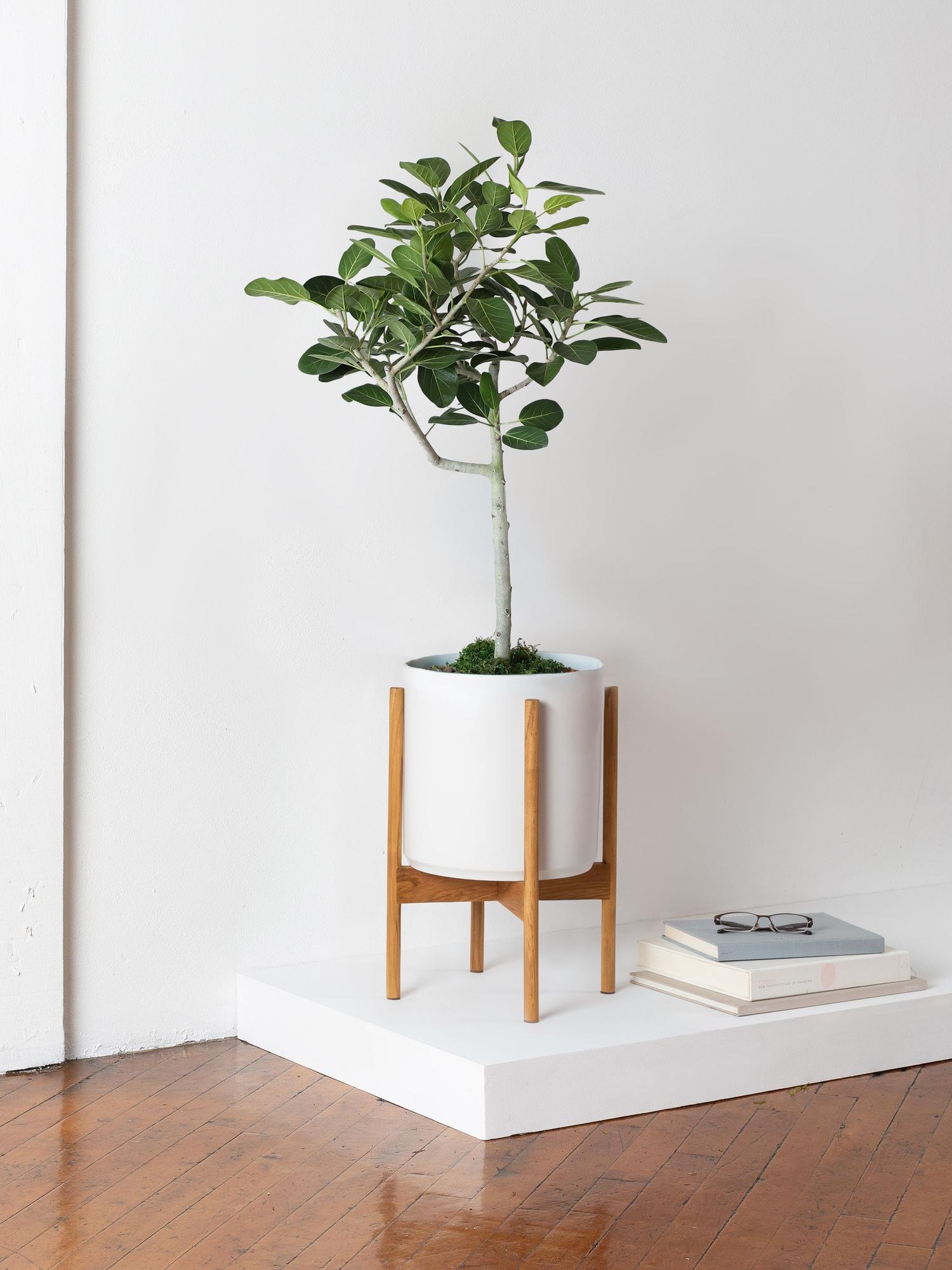 Ficus Audrey Tree
