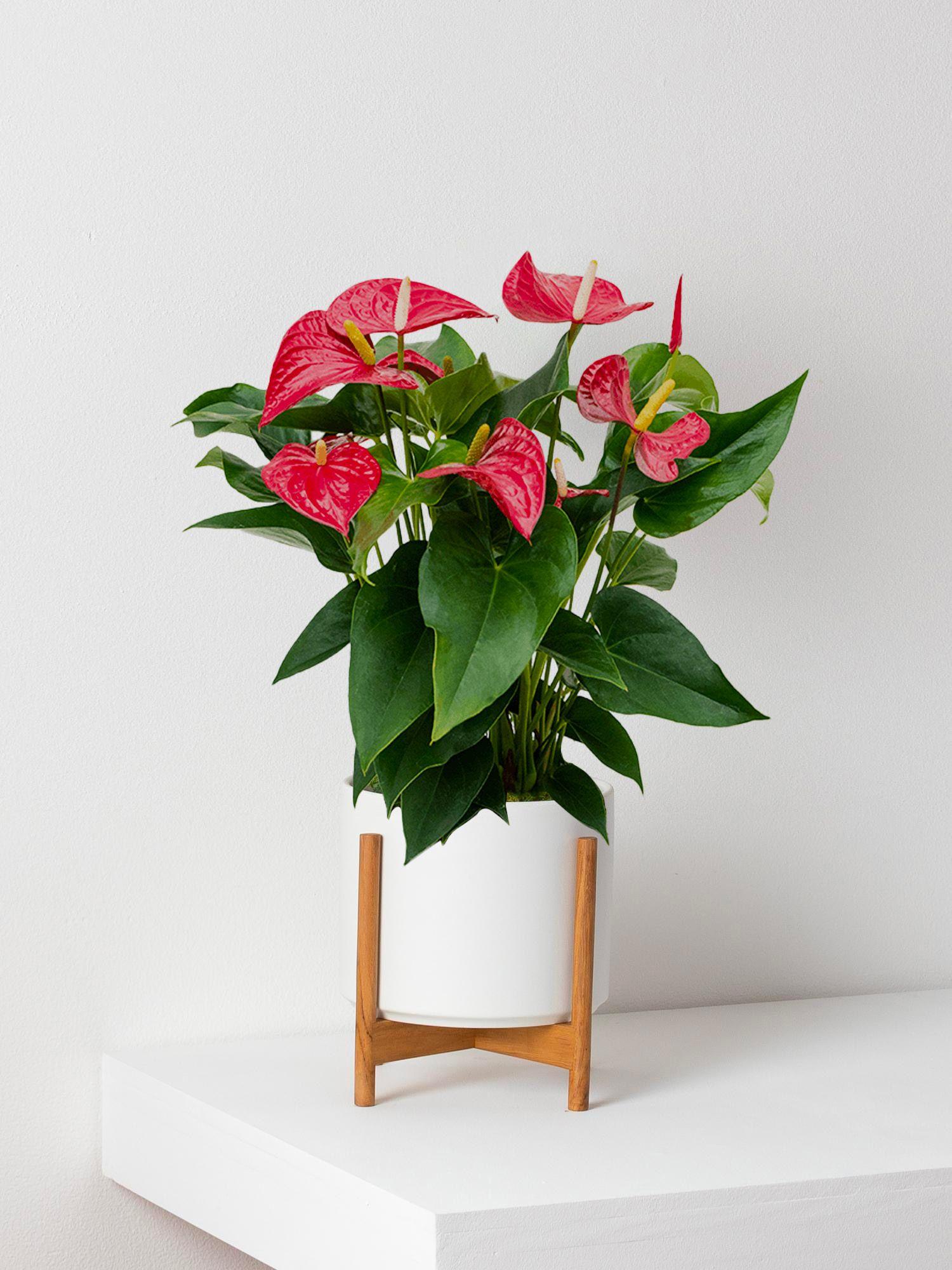 Anthurium - King of Hearts