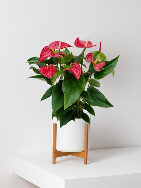 Anthurium - Roi de Coeur