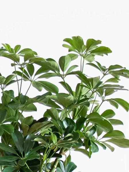 Arbre Schefflera