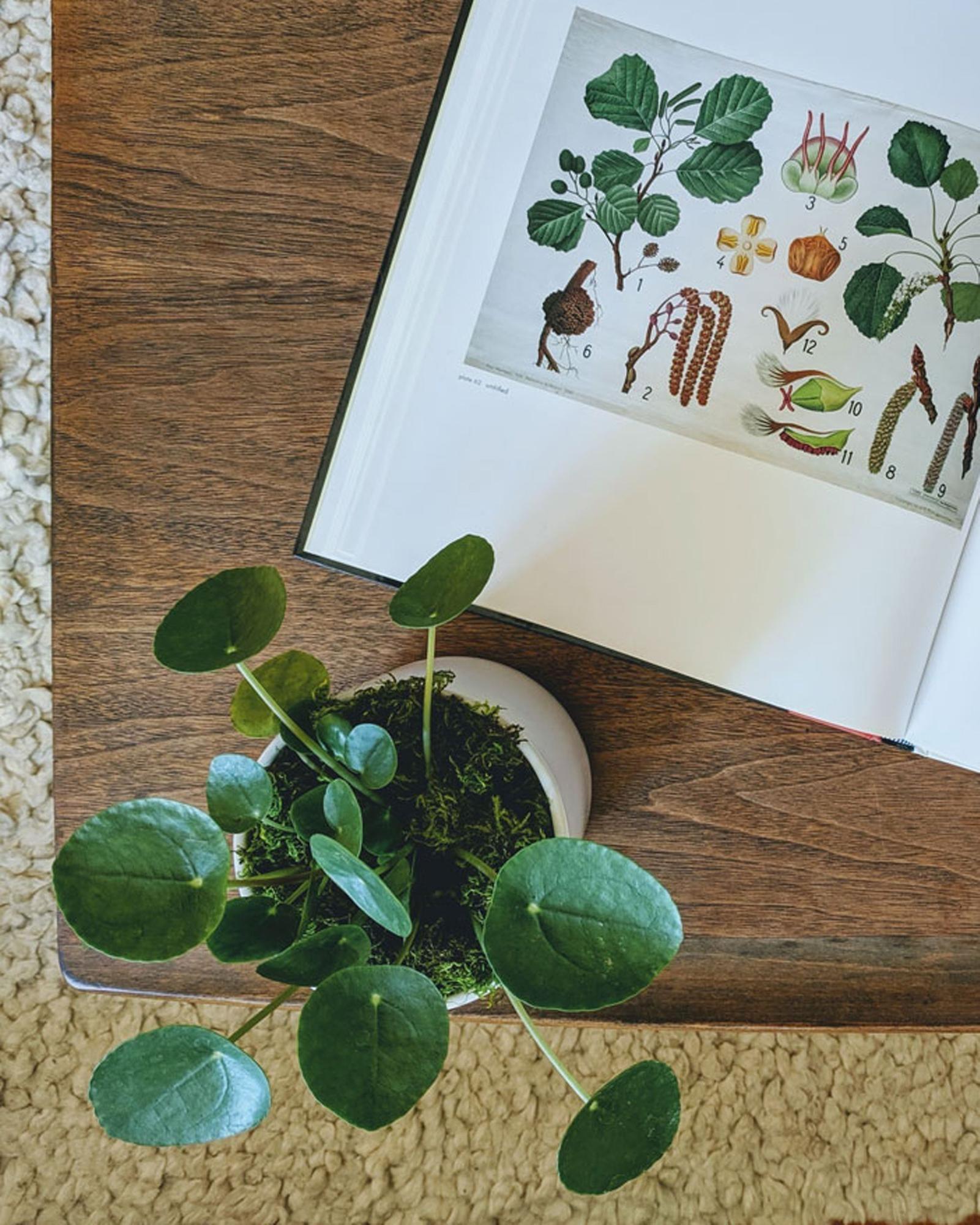 Pilea Peperomioides