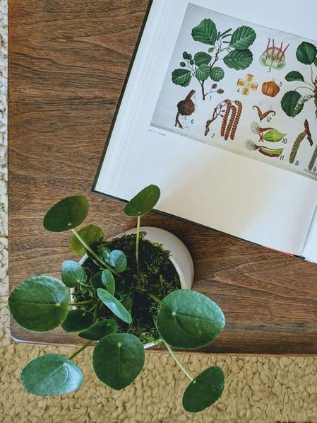 Pilea Peperomioides