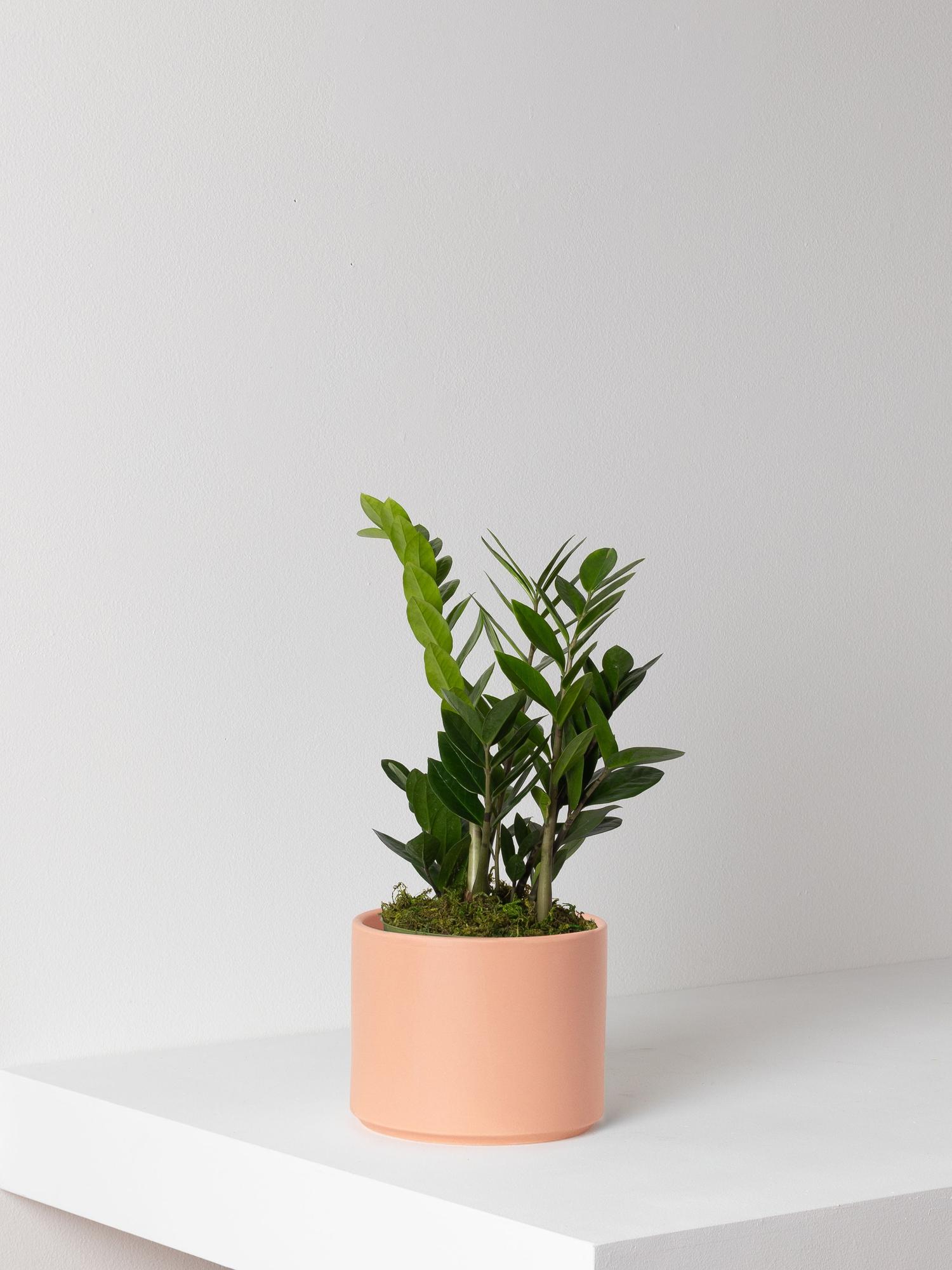 Zanzibar Gem With Mid-Century Pot Medium 1 - 1½ ft tall