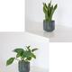 Duo Pothos Cascade X Sansevieria Laurentii