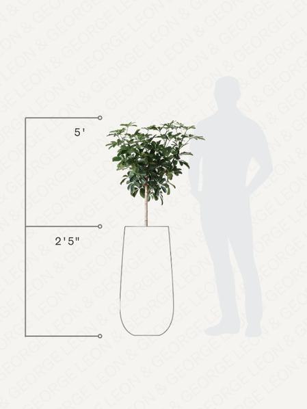 Schefflera Tree