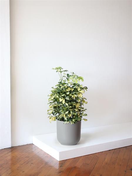 Schefflera Tree Gold Capella - Nouvelle