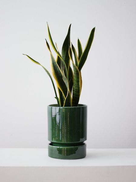 Snake Plant Laurentii