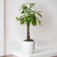 Braided Money Tree