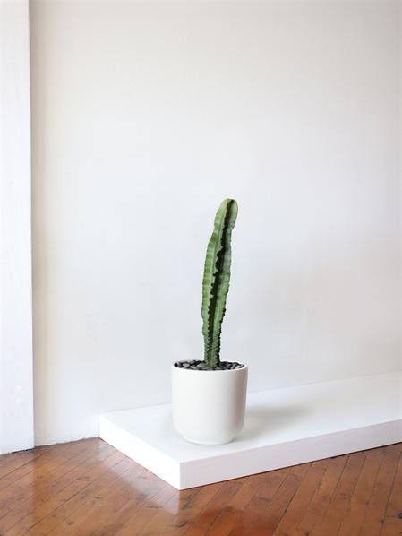 Jade Cactus