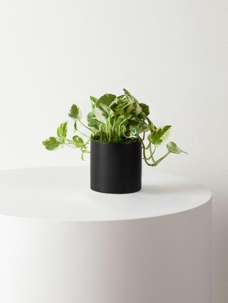 N'joy Pothos