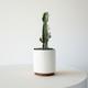 Euphorbia Trigona