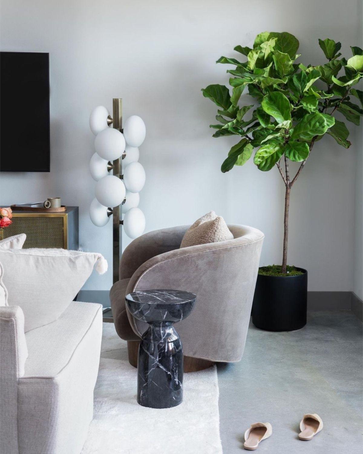 Fiddle Leaf Fig Tree
