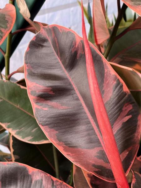 Ruby Rubber Tree