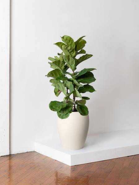 Fiddle Leaf Fig Bush