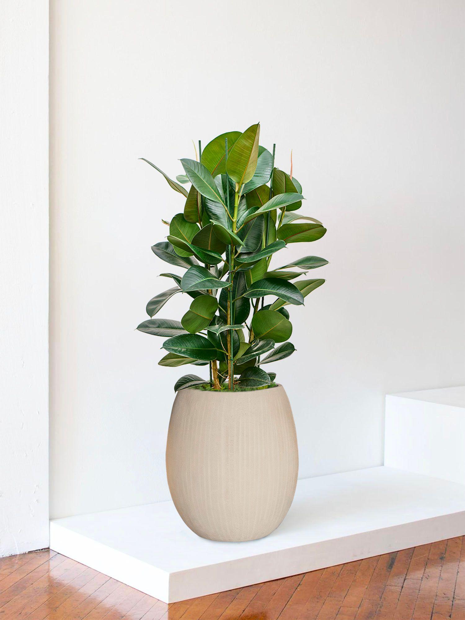 Ficus Elastica Robusta