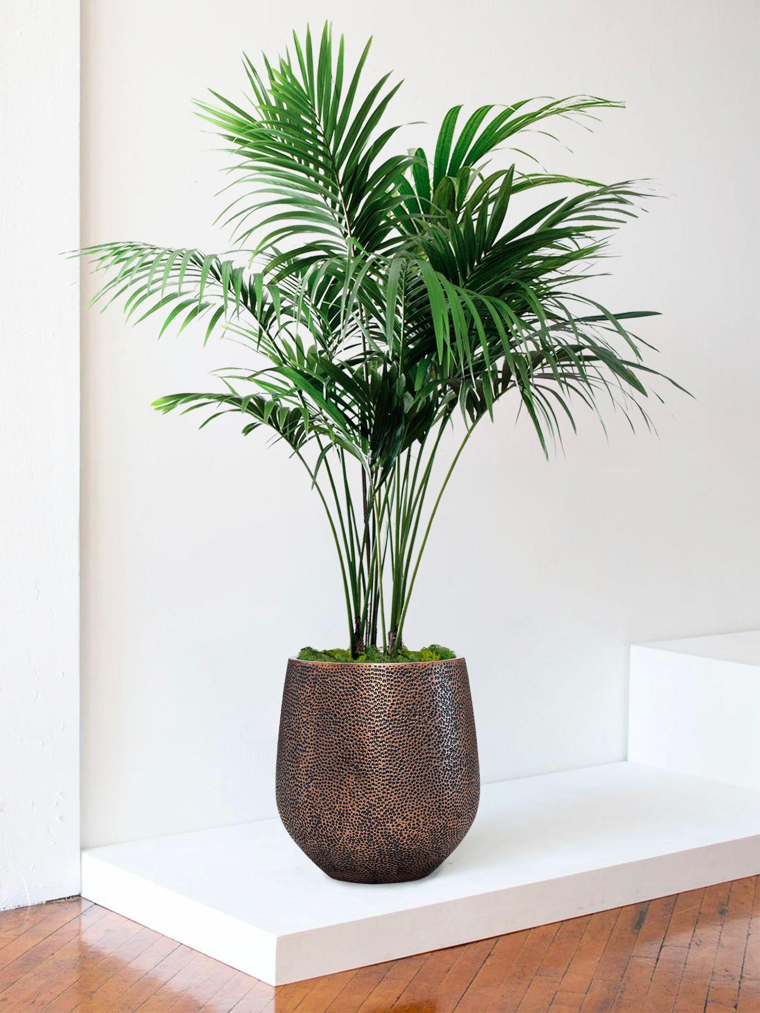 indoor plants picture