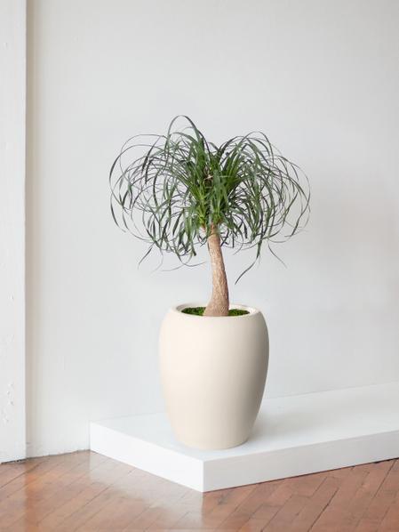 Ponytail Palm