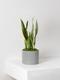 Snake Plant Laurentii