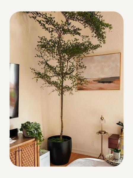 Black Olive Tree