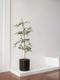 Black Olive Tree