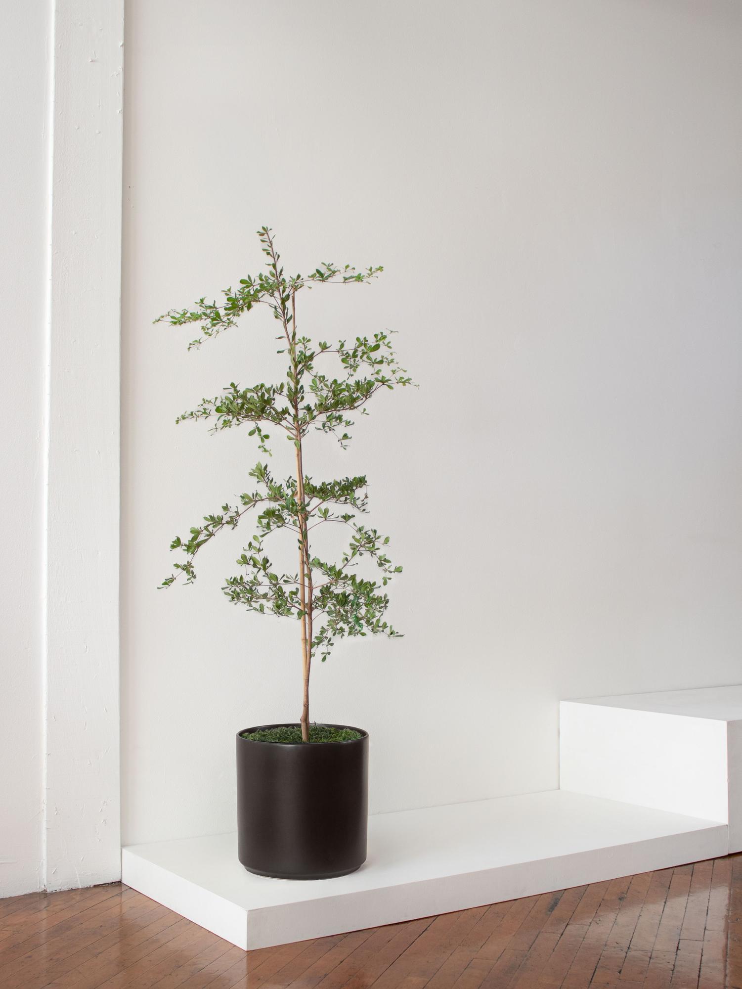 Black Olive Tree Extra Large (5½-6 ft tall) + Mid-Century Pot